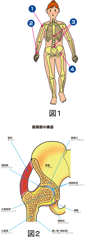 ヒップジョイントコラム　股関節の説明図