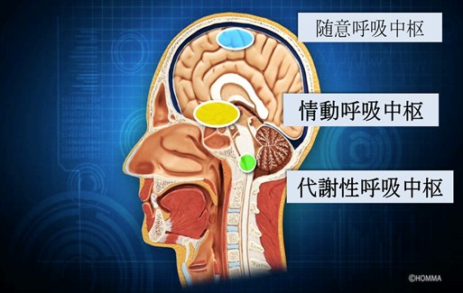 情動性呼吸、代謝性呼吸　図　ヒップジョイントコラム28