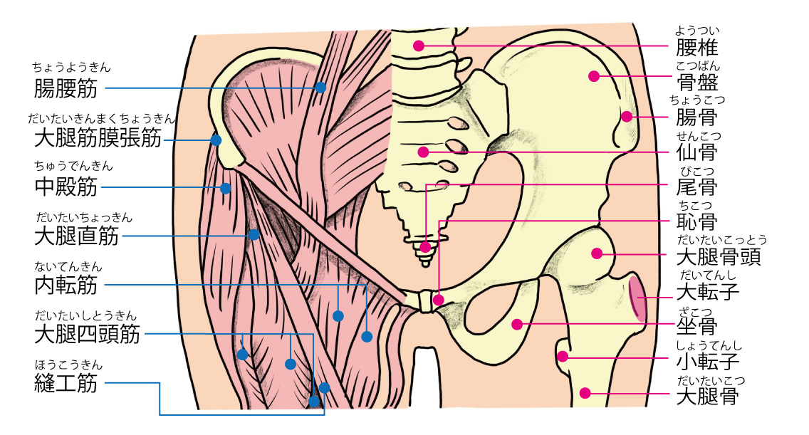 股関節のつくり
