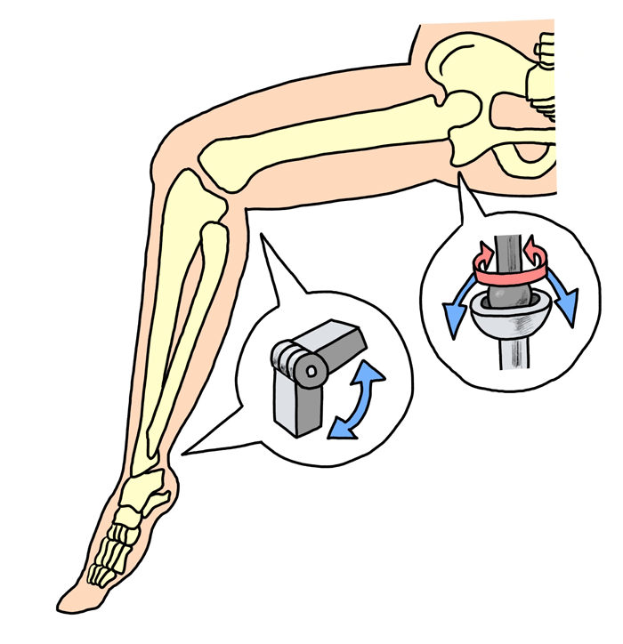股関節・膝関節のつくり