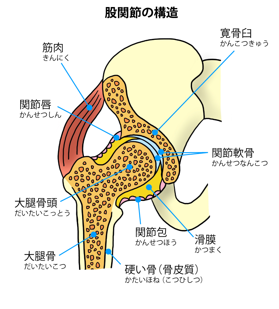 股関節の構造