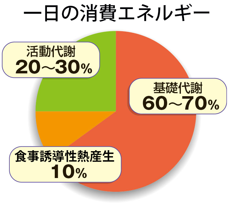 一日の消費エネルギー：円グラフのもの。「食事誘導性熱生産→食事誘導性熱産生」