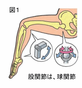 股関節を勉強してみましょう!!